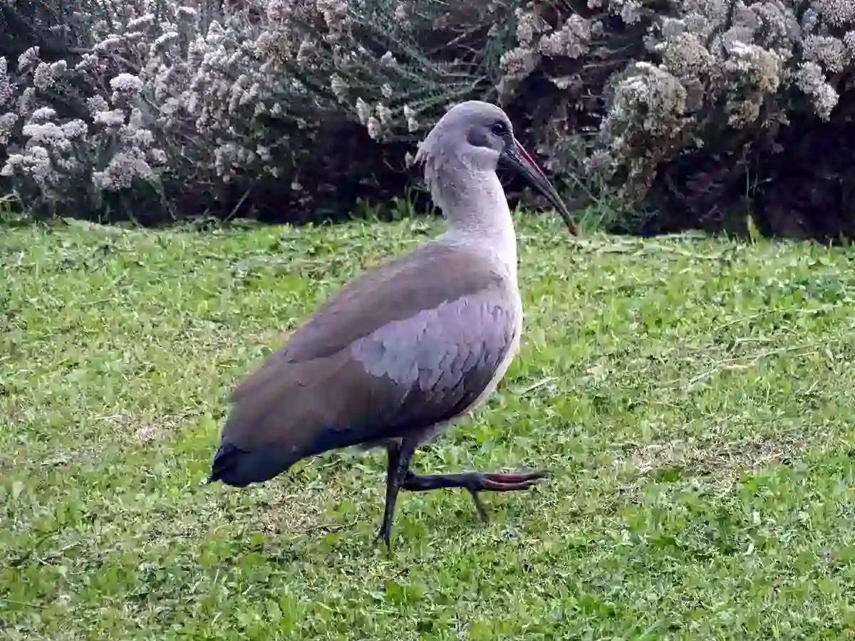Hadada Ibis standing on short grass showing grey-brown plumage and a bronzy-green wing patch