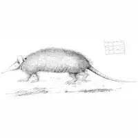 1862 drawing of a hairy long-nosed armadillo by Hermann Burmeister