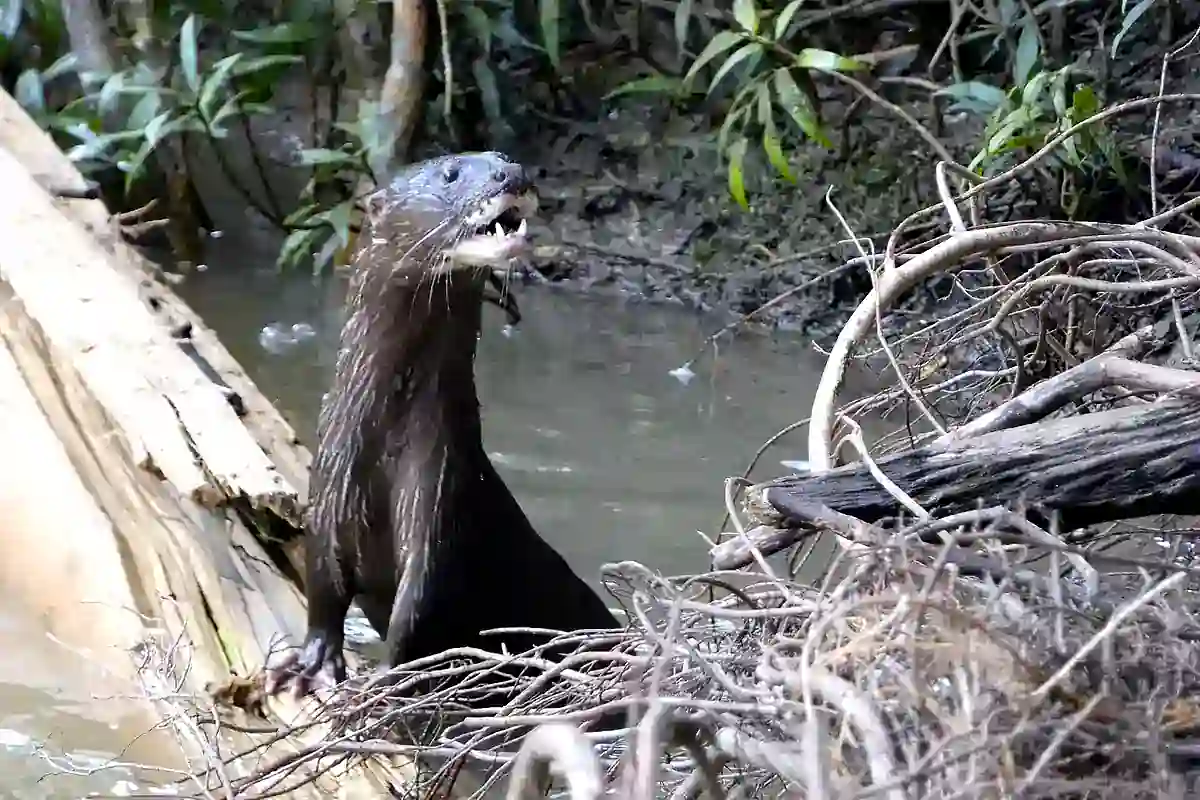 Hairy-nosed otter at the edge of a mangrove swamp, one of the rarest otters in the world