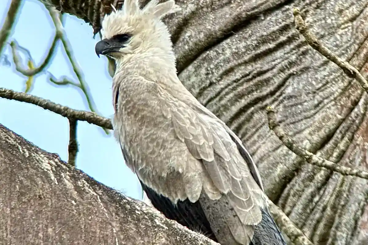 Harpy eagle (Harpia harpyja), apex aerial predator of Amazonian forest Harpy eagle perched on a branch, head crest raised
