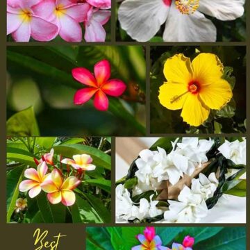 Hawaiian Flowers