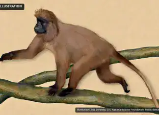 Highland Mangabey
