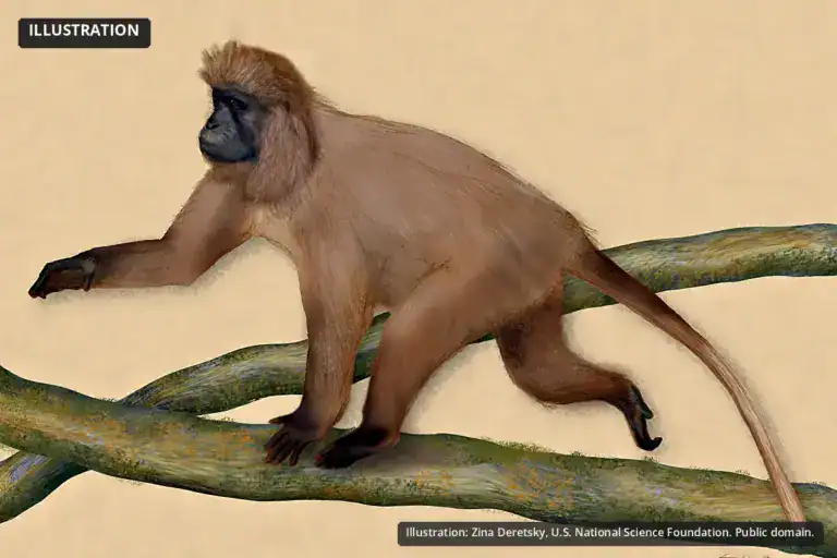 Highland Mangabey