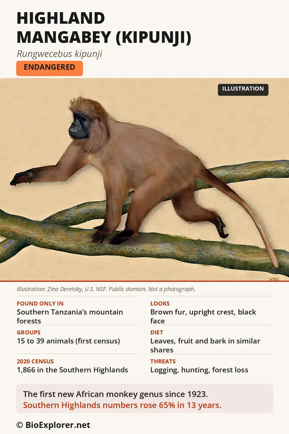 Infographic on the highland mangabey, or kipunji: an Endangered monkey of southern Tanzania's mountain forests, with its looks, groups, diet and numbers