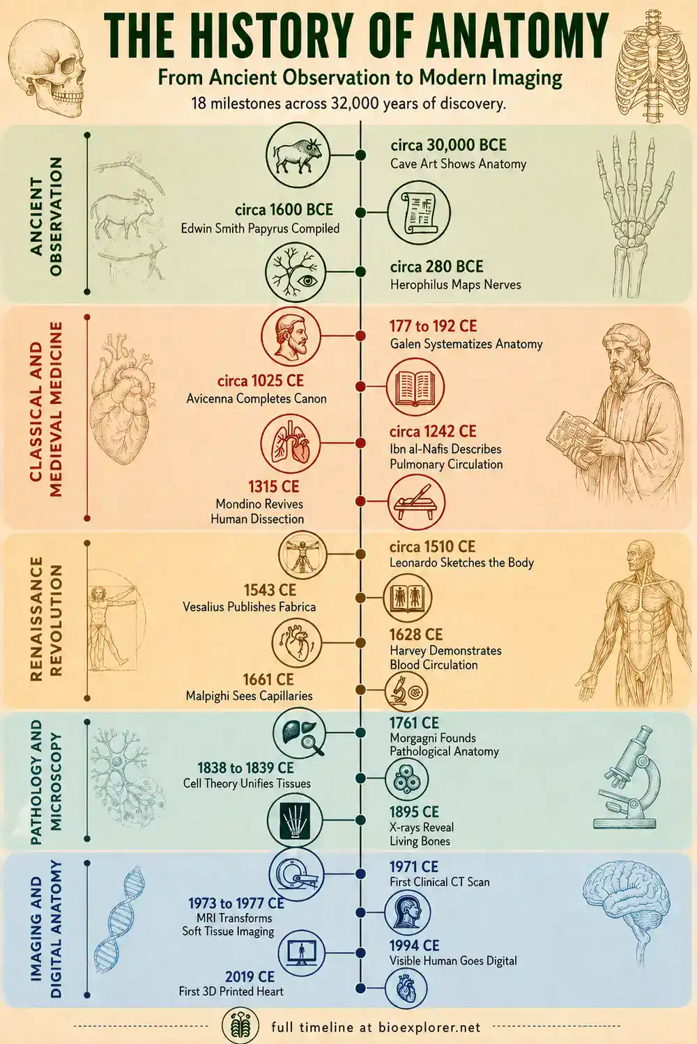 History of Anatomy timeline infographic showing 18 milestones from prehistoric cave art and the Edwin Smith Papyrus to Herophilus, Galen, Avicenna, Ibn al-Nafis, Leonardo da Vinci, Vesalius, Harvey, Malpighi, Morgagni, cell theory, X-rays, CT, MRI, the Visible Human Project, and the first 3D-printed heart.