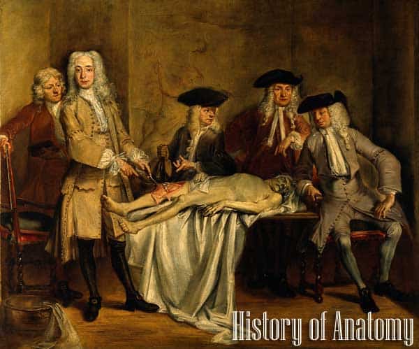 History of Anatomy