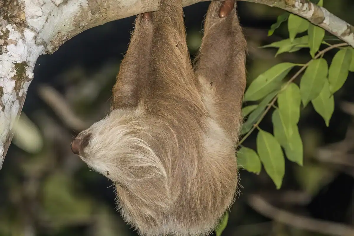 Hoffmann's two-toed sloth with pale blond fur climbing a branch in Costa Rica