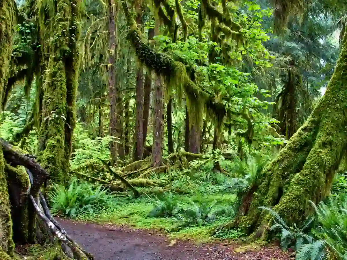 Moss-draped trees and ferns beside the Hall of Mosses trail in the Hoh Rain Forest, Olympic National Park