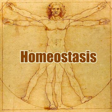 Homeostasis