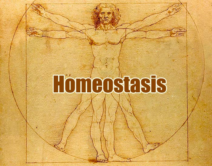Homeostasis