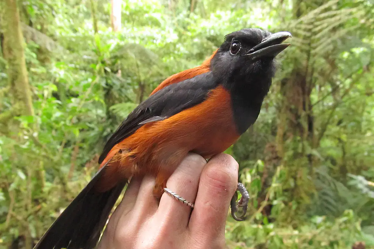 Hooded pitohui with orange-rufous body and black head held by a researcher in a New Guinea rainforest
