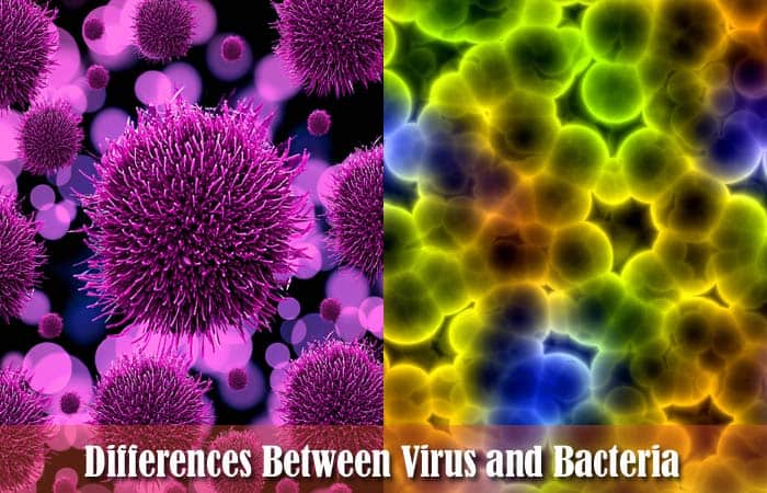 how are virus different from bacteria?