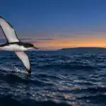 Seabirds Wore Magnets and Still Found Their Way Home