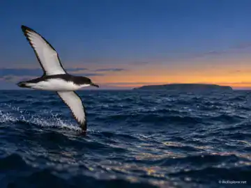 Seabirds Wore Magnets and Still Found Their Way Home