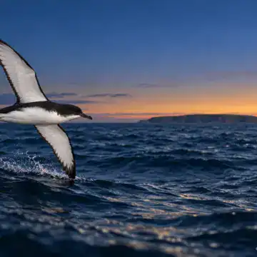 Manx shearwater gliding low over the Atlantic at dusk with Skomer Island on the horizon