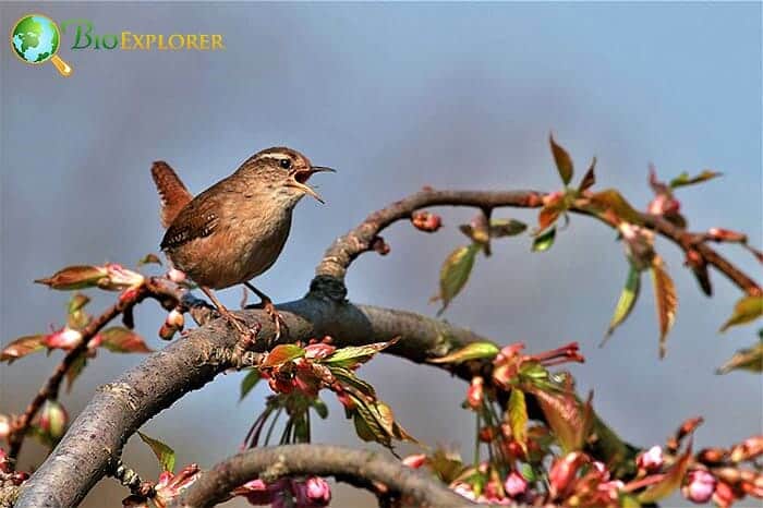 How Much Do Wrens Eat? How Much Do Wrens Eat?