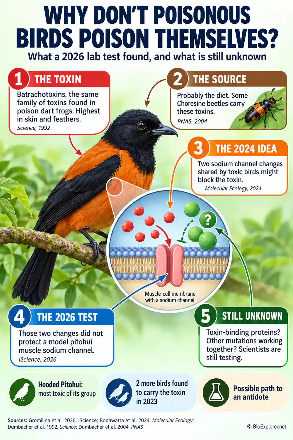 How Poisonous Birds Survive Their Own Poison Infographic Infographic on why poisonous birds do not poison themselves: batrachotoxin in skin and feathers, a likely beetle diet, two sodium channel changes that failed a 2026 test, and open questions