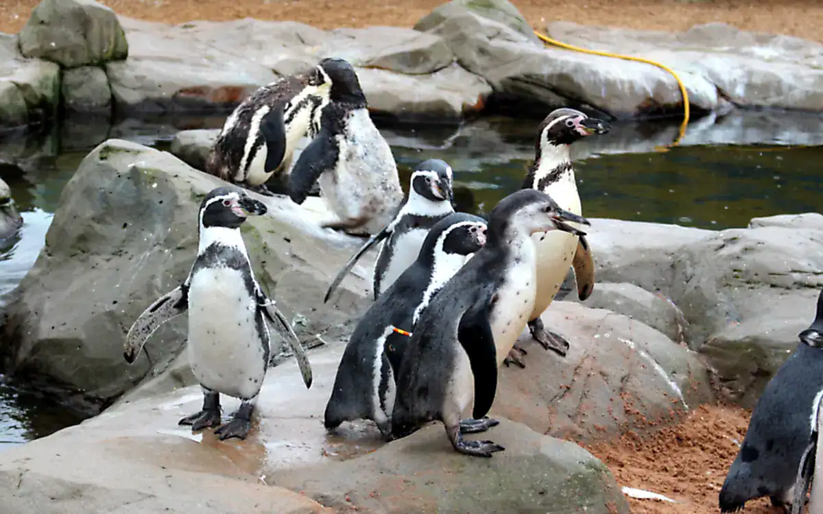 A group of Humboldt Penguins with black chest bands standing on rocks beside a pool