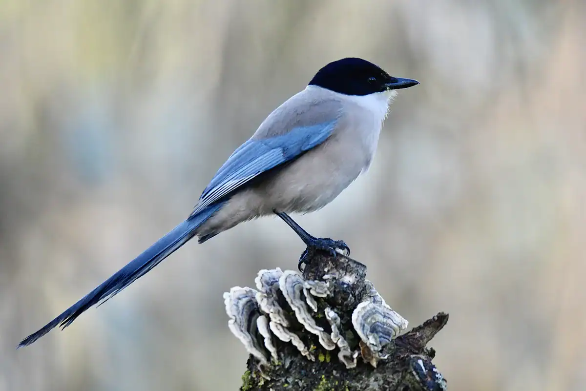 Iberian Magpie in Portugal with a black cap, white throat and sky-blue wings