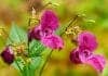 Balsam