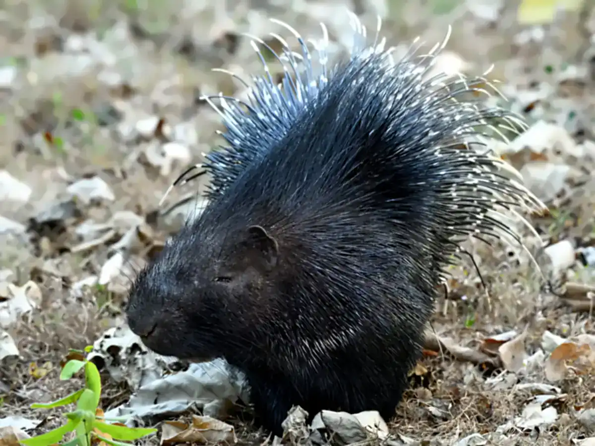 Indian Crested Porcupine on dry leaves in India, showing its black body and white-tipped quills