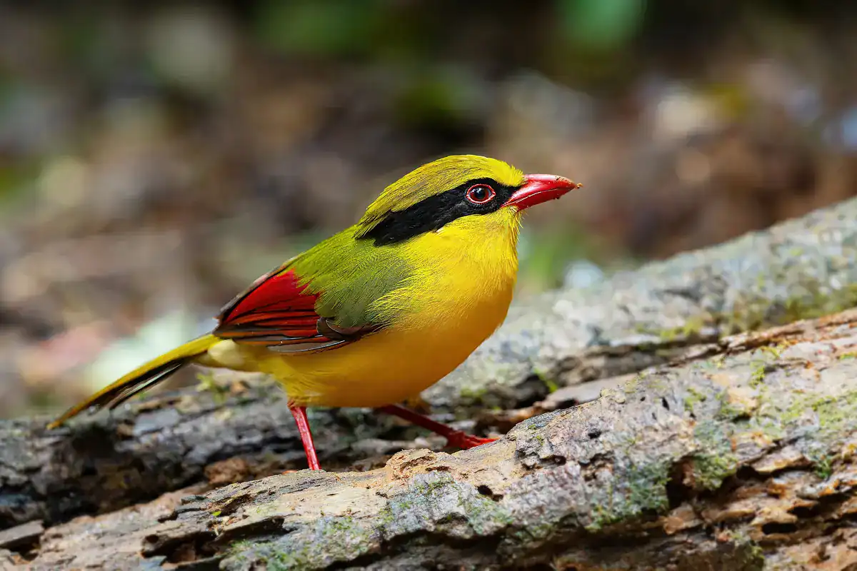 Indochinese Green Magpie with a yellow breast, black mask and cherry-red bill