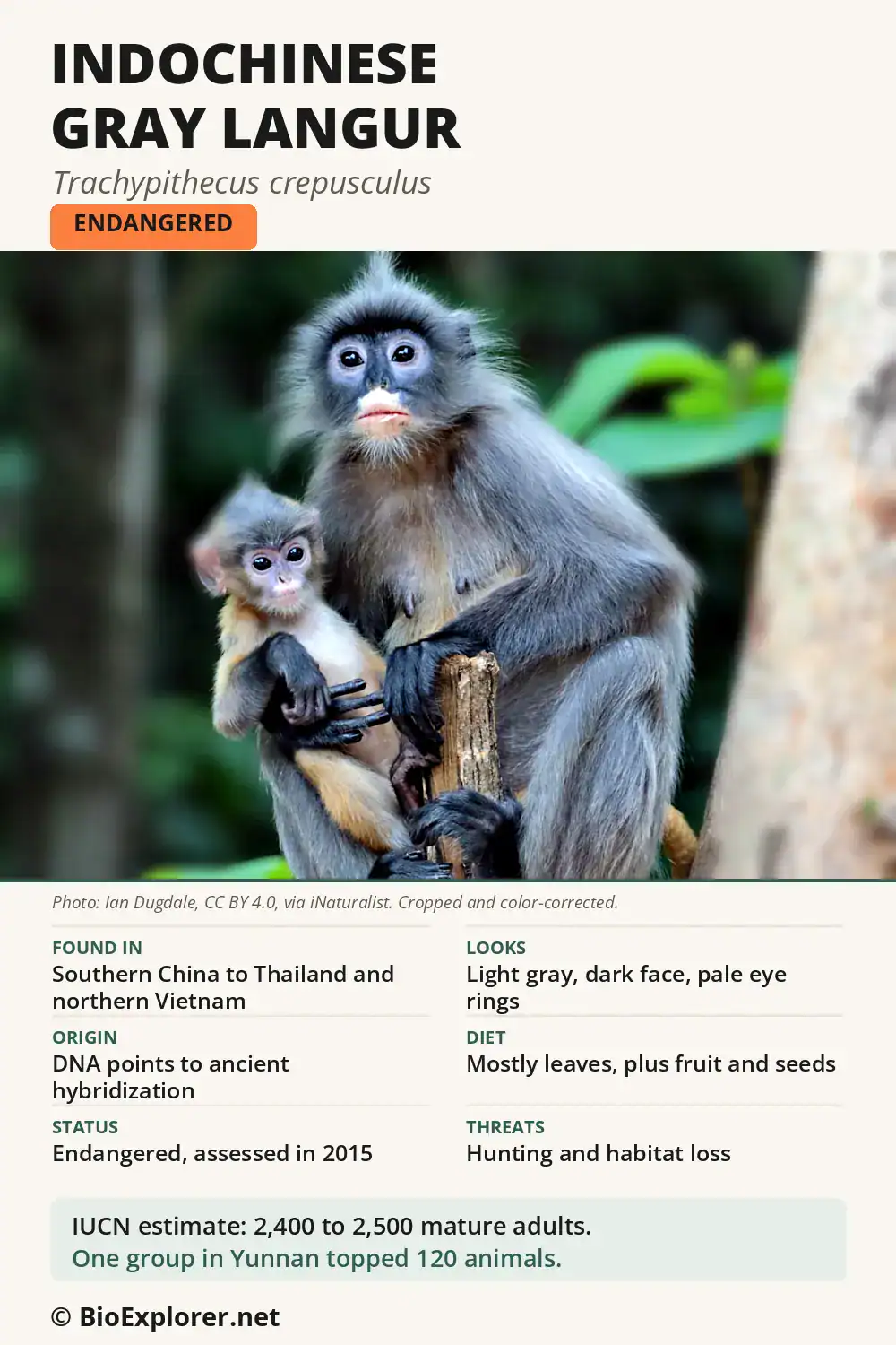 Infographic on the Indochinese gray langur: an Endangered light gray leaf monkey of hybrid origin, from southern China to Vietnam