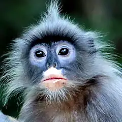 Face of an Indochinese gray langur with a dark gray face, pale eye rings and pale lips Face of an Indochinese gray langur with a dark gray face, pale eye rings and pale lips