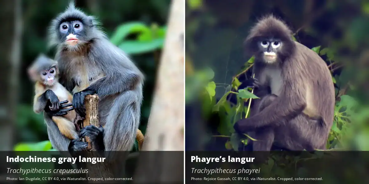 Indochinese Gray Langur Side-by-side photos of a light gray Indochinese gray langur and a brown Phayre's langur with white eye rings