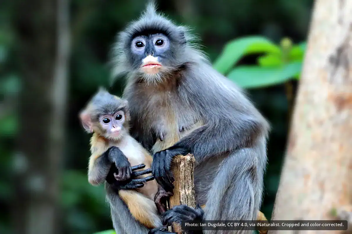 Indochinese Gray Langur Light gray Indochinese gray langur mother with pale eye rings, holding her infant on a branch