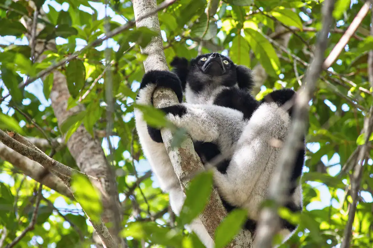 Black and white indri lemur clinging to a tree trunk in Madagascar's rainforest