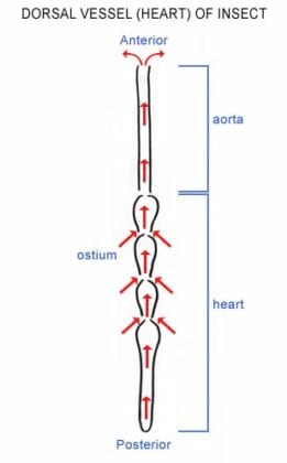 Insect Heart Model Do Insects Have Hearts? | Insect Blood | Hemolymph | Bio Explorer