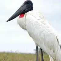 Jabiru with white body, bare black head and red neck band standing in the Pantanal, Brazil