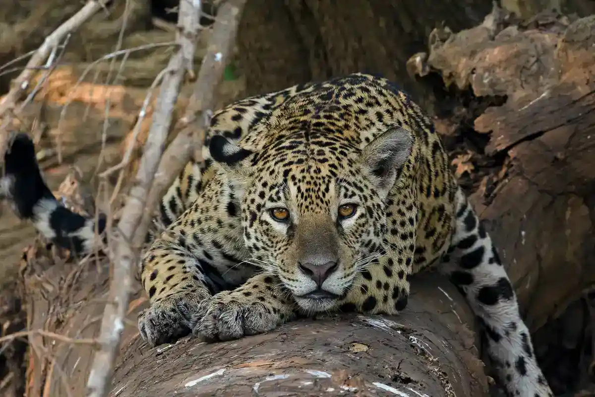 Jaguar (Panthera onca) in Neotropical rainforest Jaguar resting on a fallen log, rosette coat pattern clearly visible