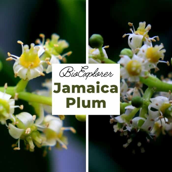 Jamaica plum