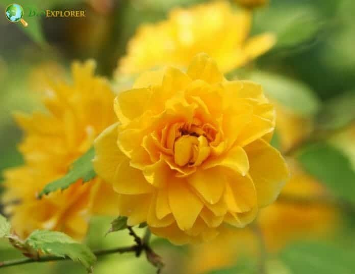 Japan Rose Flower | Kerria japonica | BioExplorer.net