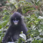 Javan Fuscous Langur