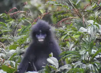 Javan Fuscous Langur