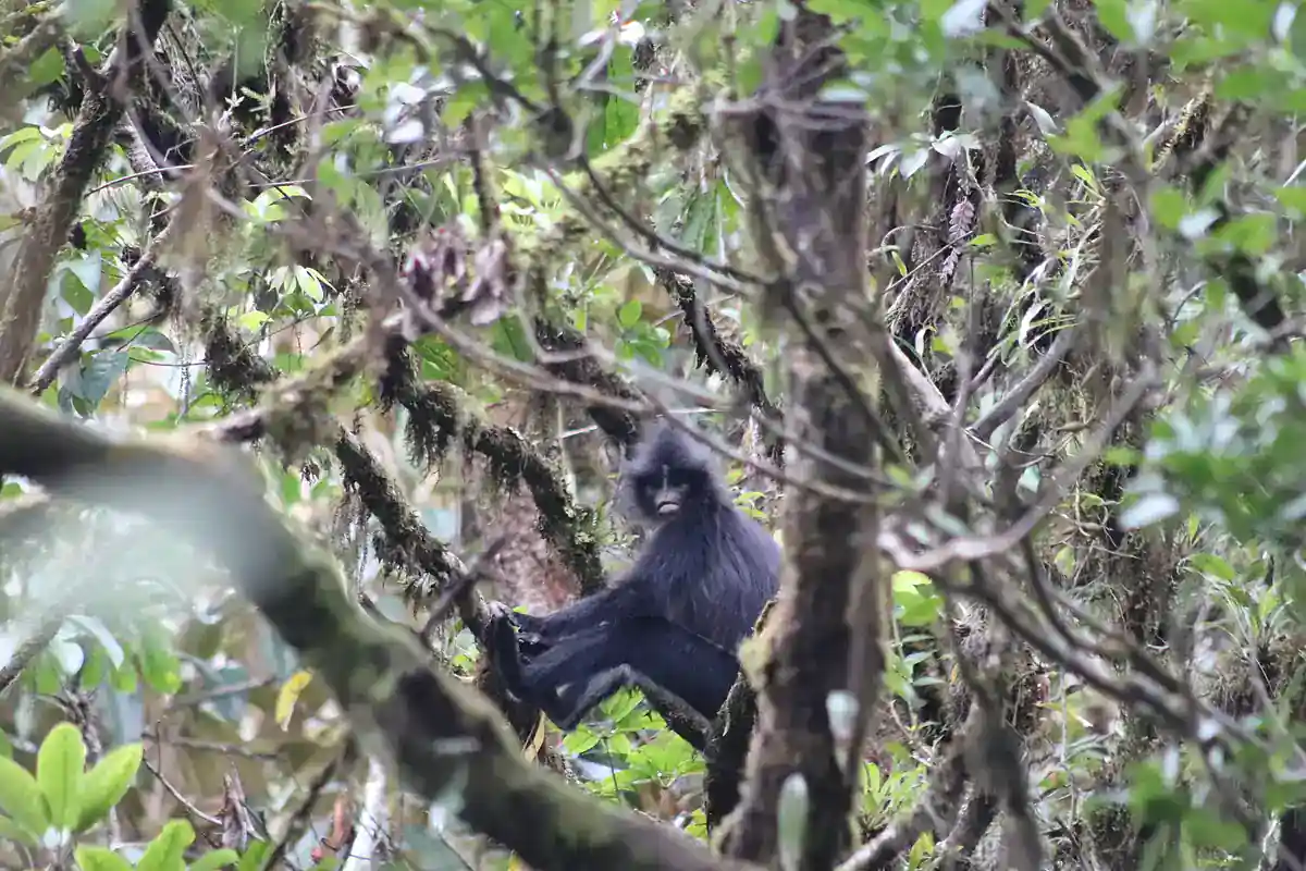 Javan fuscous langur in mossy montane forest with epiphytes on the branches