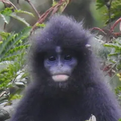 Head of a Javan fuscous langur showing its dark face and pale muzzle patch