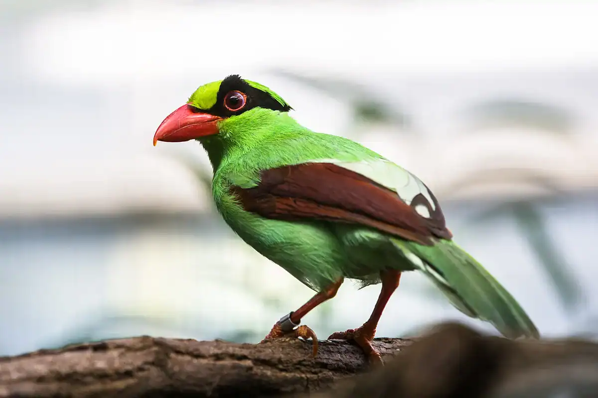 Javan Green Magpie with a black mask, red bill and chestnut wings