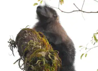 Johnston's Mangabey