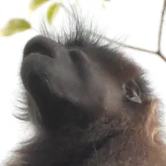 Head of Johnston's mangabey showing swept-back crown hairs and thinly haired pale cheeks Head of Johnston's mangabey showing swept-back crown hairs and thinly haired pale cheeks