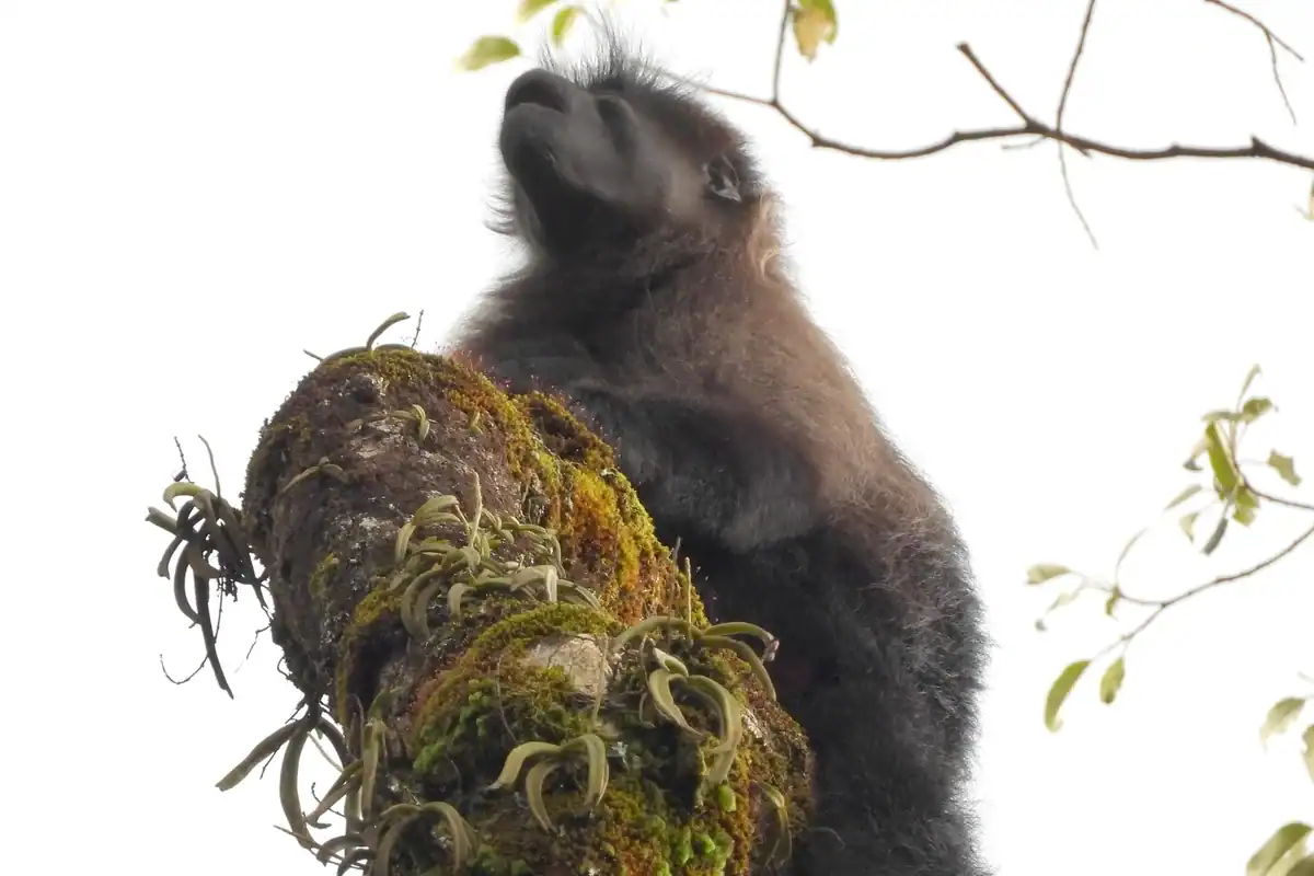 Johnston's Mangabey Johnston's mangabey on a mossy epiphyte covered branch in Nyungwe forest, Rwanda