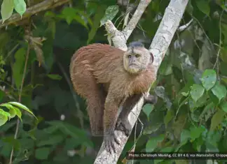 Kaapori Capuchin