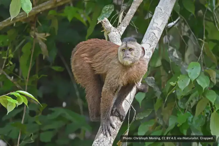 Kaapori Capuchin
