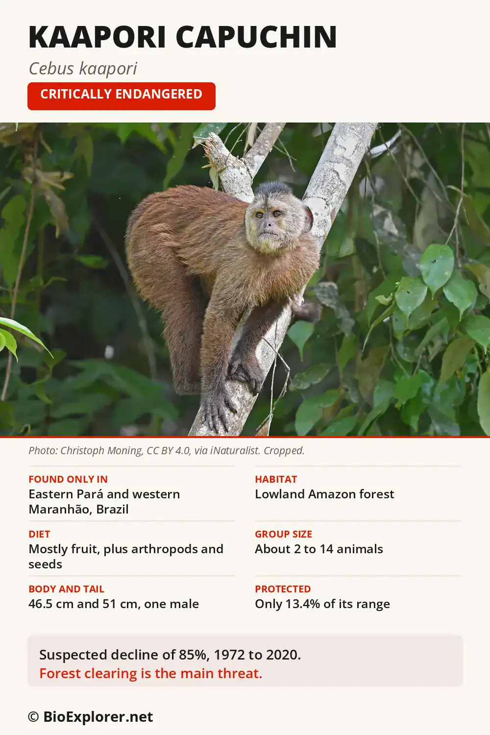 Infographic on the Kaapori capuchin: Brazil range, diet, group size and Critically Endangered status