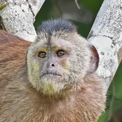 Face of a Kaapori capuchin with a dark cap, cream cheeks and amber eyes Face of a Kaapori capuchin with a dark cap, cream cheeks and amber eyes