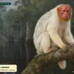 Kanamari White Uakari