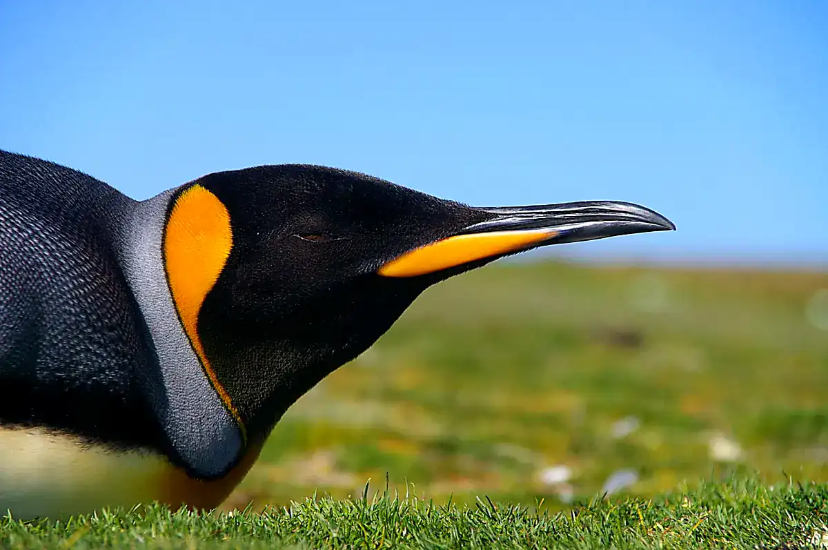 Close-up of a King Penguin head showing its bright orange ear patch and long curved bill